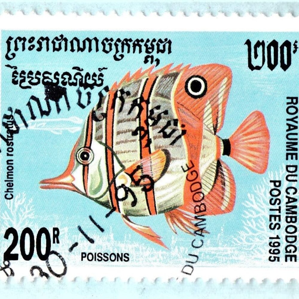 Framed Used Cambodia Postage Stamp Copperband Butterflyfish